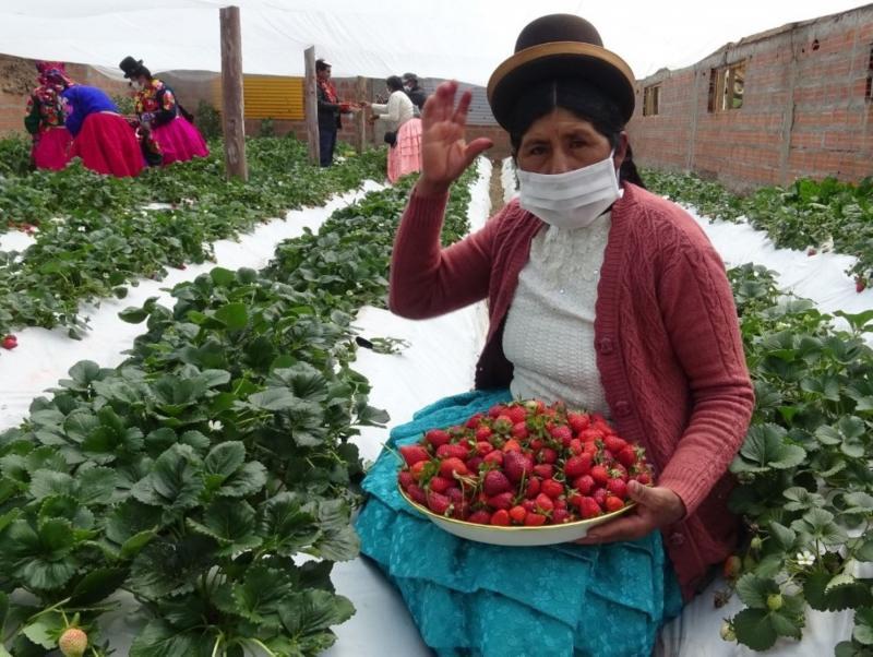 Cultivo de fresa: Detalles y orientaciones para maximizar la producción
