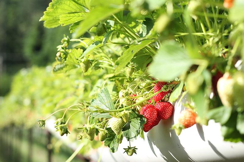 Controlar plagas en cultivos de fresas