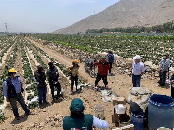 Errores comunes en el cultivo de fresa y cómo evitarlos