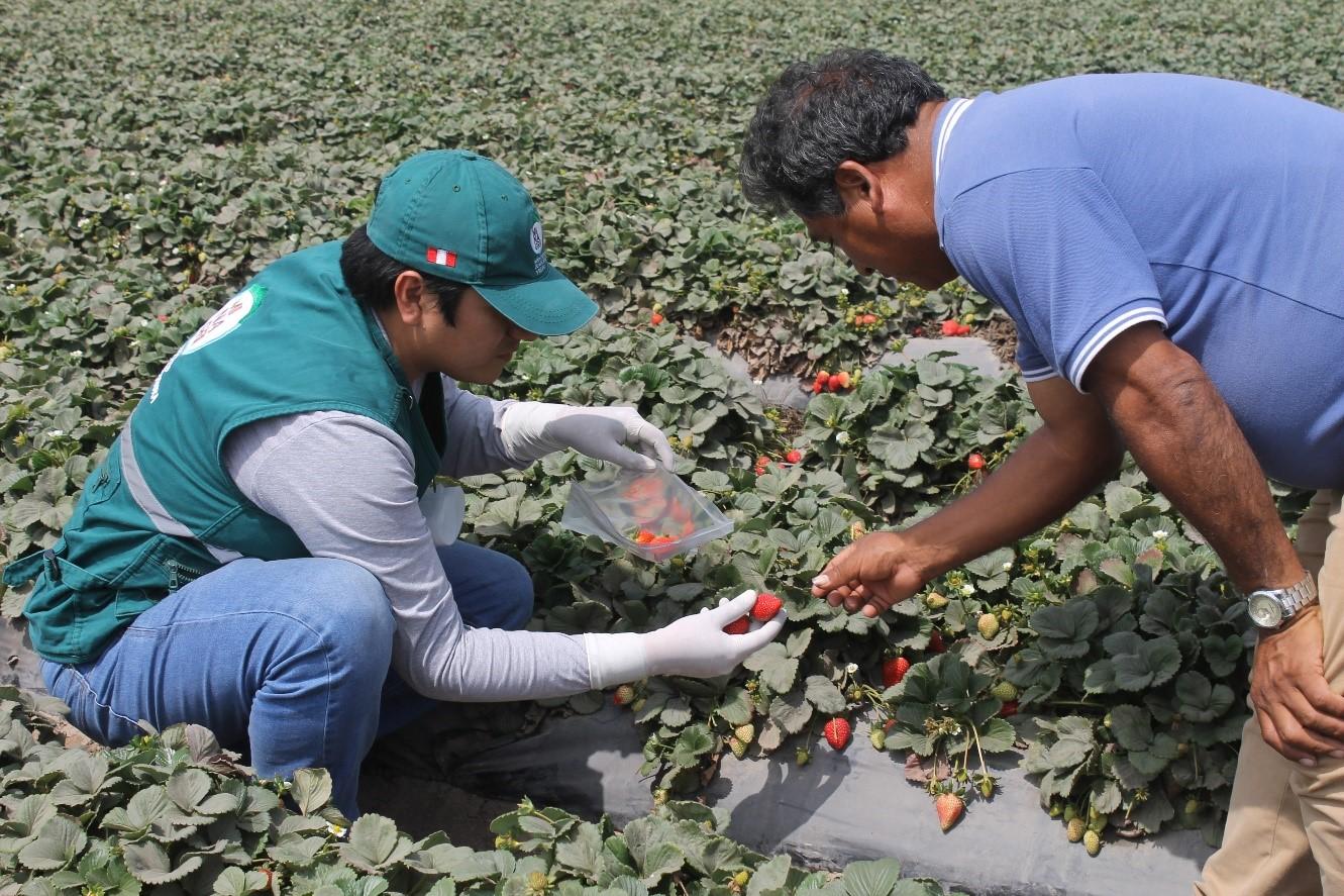 Claves técnicas para un correcto establecimiento del cultivo de fresa
