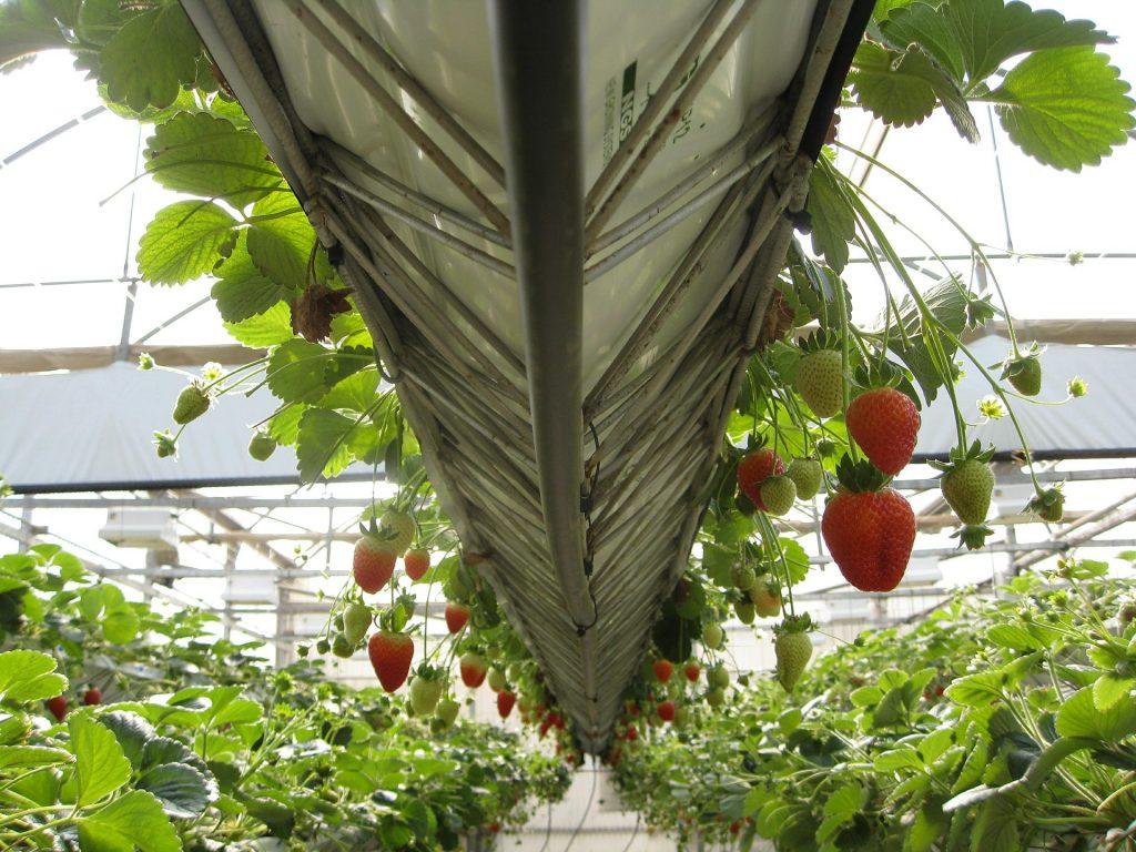 Principales problemas sanitarios en el cultivo de fresa y su manejo