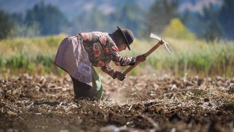 Factores clave que influyen en la productividad del cultivo de fresa