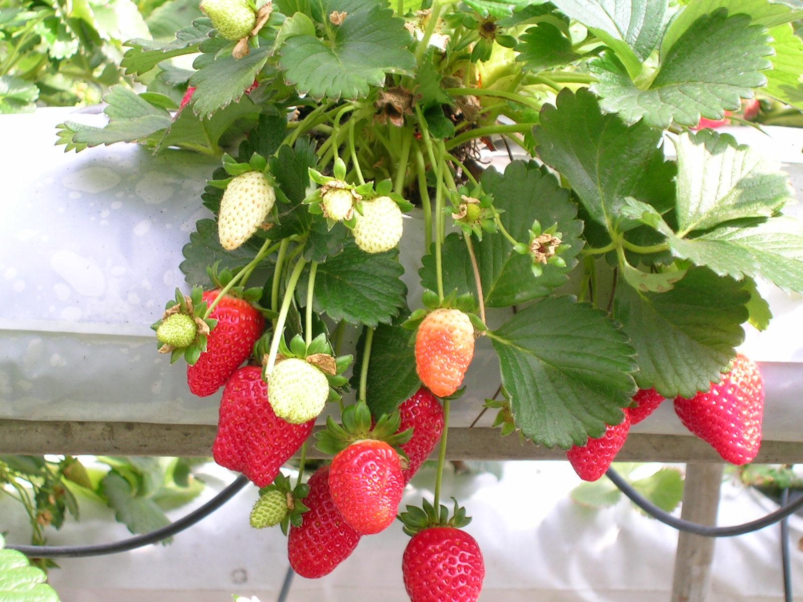 Los mejores consejos para el cultivo de fresas comercial