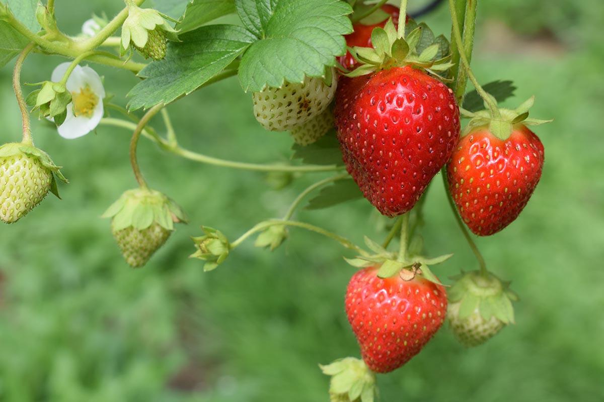 Cultivo de fresa: Detalles y orientaciones para maximizar la producción
