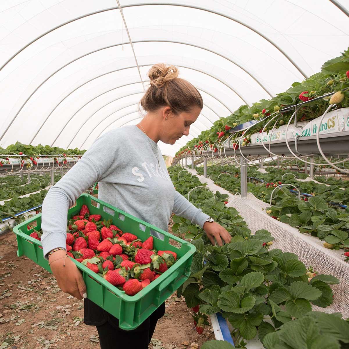 Controlar plagas en cultivos de fresas