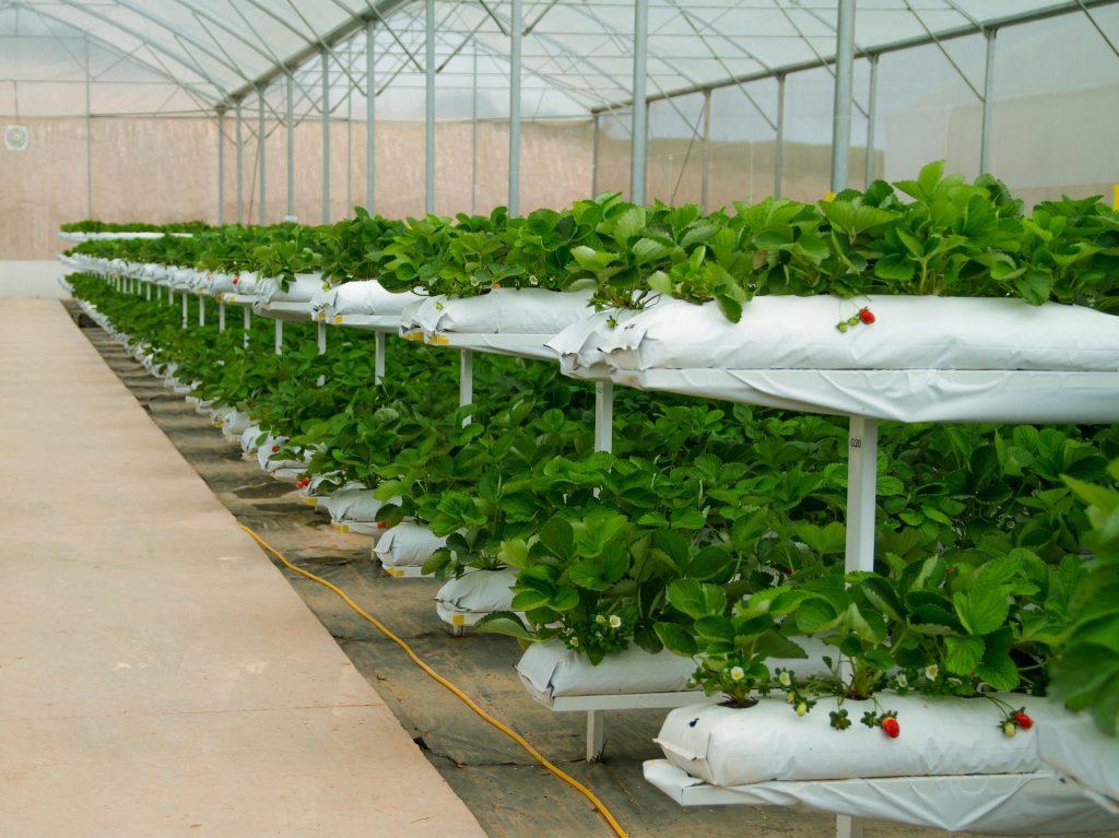 Principales problemas sanitarios en el cultivo de fresa y su manejo